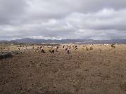 Etiopie 26.12.2010 (Bale Mountains)
