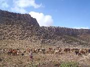 Etiopie 27.12.2010 (Bale Mountains)