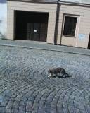 kočička v Heřmanově Městci